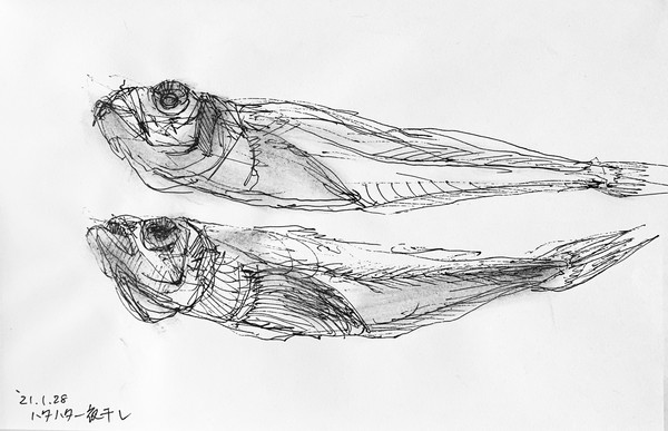 三宅一樹:クロッキー《ハタハタ一夜干し》