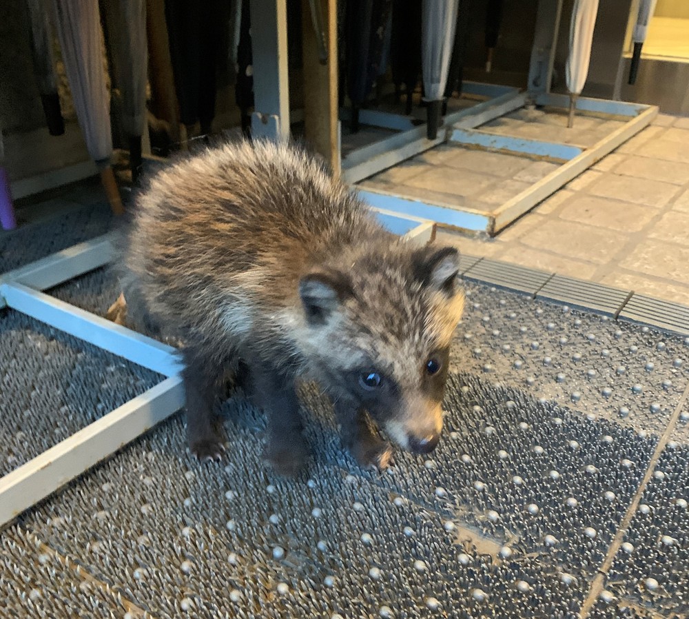 幸せそうなタヌキちゃん♪入荷しました！！ 6月2日、小さな訪問客 | 世田谷美術館 SETAGAYA ART MUSEUM