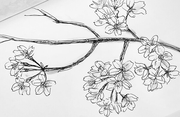 三宅一樹　クロッキー《枝垂桜》　紙にボールペン