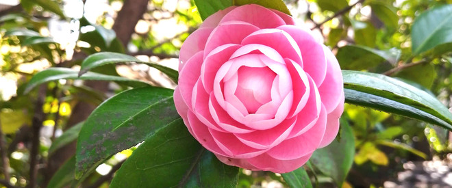 向井潤吉 世田谷美術館分館 向井潤吉アトリエ館