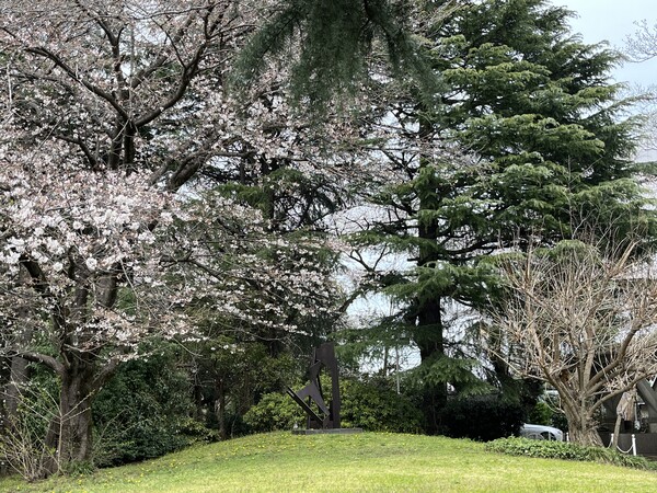 当館敷地内に咲く桜（2023年3月21日現在）