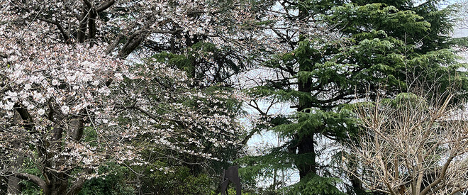 世田谷美術館さくら祭